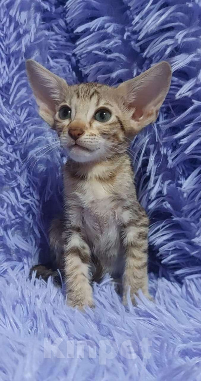 Кошки в Волгограде: Ориентальные котята  Девочка, Бесплатно - фото 1