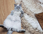 Кошки в Яранске: Шотландский кот вязка, 1 500 руб. - фото 2