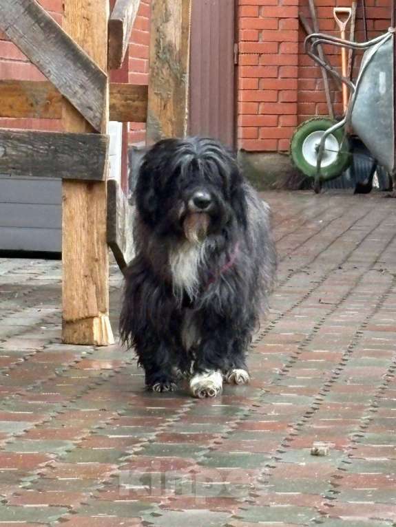 Собаки в Москве: Красотка Люси в дар Девочка, Бесплатно - фото 1