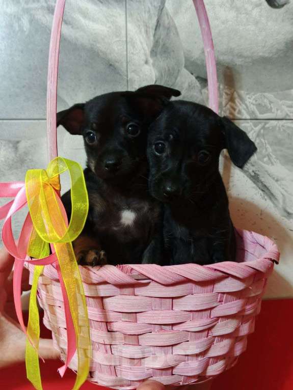 Собаки в Казани: Той-терьер щенки Мальчик, Бесплатно - фото 3