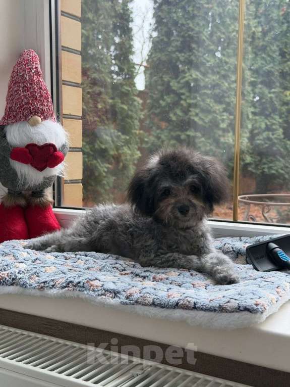 Собаки в Краснодаре: Тедди пудель Китай 🇨🇳  Девочка, 190 000 руб. - фото 2