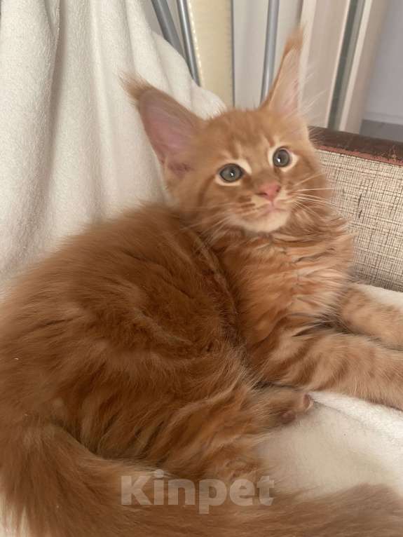 Кошки в Одинцово: Котик Мейн кун Мальчик, 45 000 руб. - фото 2