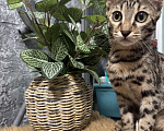 Кошки в Екатеринбурге: Внучка, Азиатского леопардового кота!!! Девочка, 90 000 руб. - фото 2