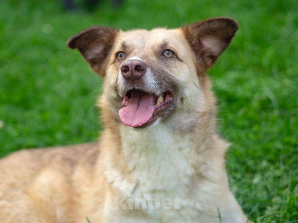 Собаки в Москве: Небольшая особенная собачка в поисках дома и семьи! Девочка, Бесплатно - фото 2