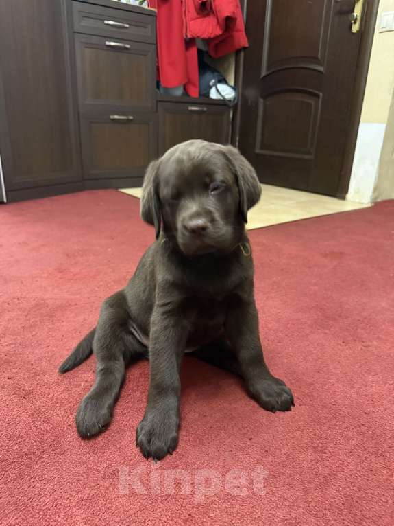 Собаки в Люберцах: Щенки Лабрадора -ретривера шоколадного окраса Девочка, 100 000 руб. - фото 6