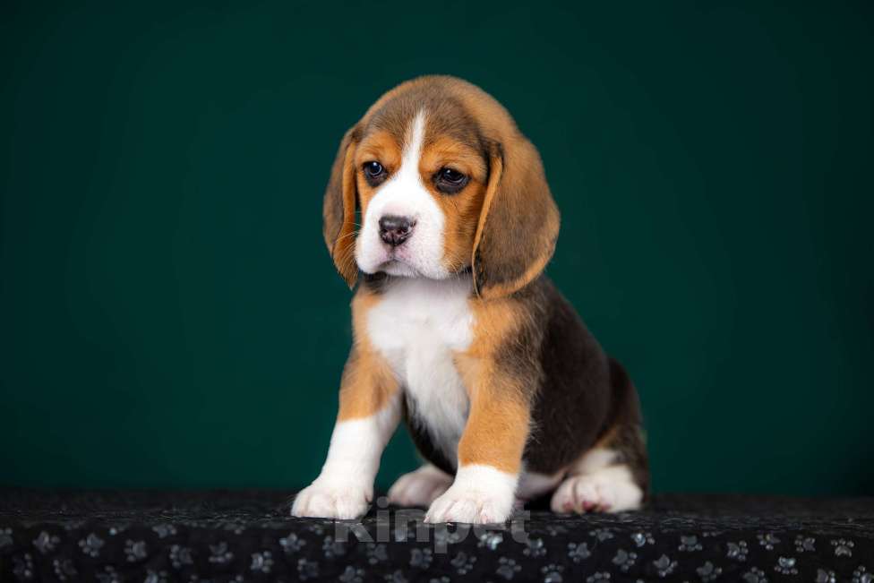 Собаки в Москве: Щенок Бигля питомник РКФ Мальчик, 70 000 руб. - фото 1