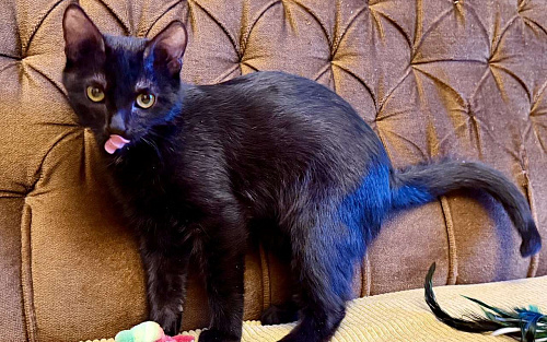 Объявление: Я очень жду мою маму, Бесплатно, Москва