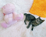 Кошки в Санкт-Петербурге: Ручной котенок 1,5мес Девочка, 200 руб. - фото 4