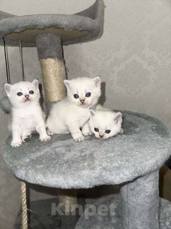Кошки в Краснодаре: Британские котята  Девочка, 13 000 руб. - фото 4