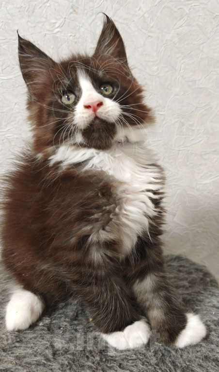 Кошки в Москве: Котенок Мейн-кун  Мальчик, 25 000 руб. - фото 2