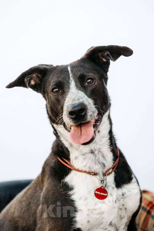 Собаки в других городах Московской области: Очень хороший мальчик в дар Мальчик, Бесплатно - фото 2