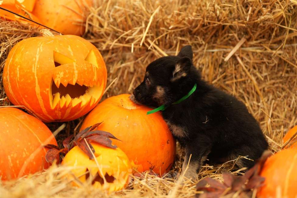 Собаки в Мурманске: Сука восточноевропейская овчарка Девочка, 60 000 руб. - фото 8
