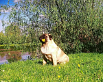 Собаки в Самаре: Брутальный красавчик! Мальчик, 40 000 руб. - фото 9