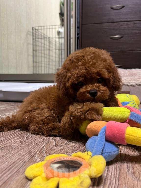 Собаки в Москве: Щенок той пудель Мальчик, 300 000 руб. - фото 9