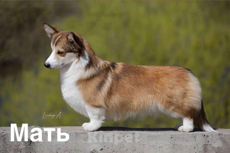 Собаки в Екатеринбурге: Щенки вельш корги пемброк Мальчик, 70 000 руб. - фото 7