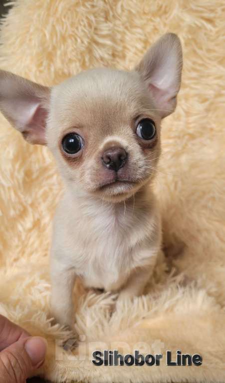 Собаки в Москве: Чихуахуа щенок мальчик 🧡🔥 Мальчик, Бесплатно - фото 2