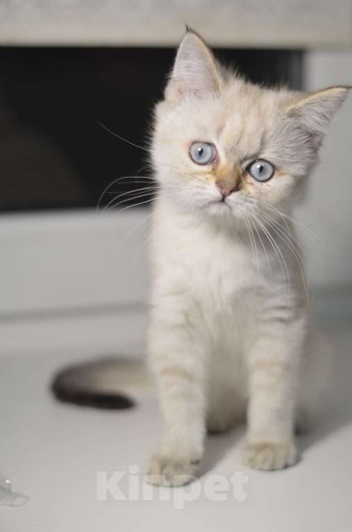 Кошки в Москве: Шотландские котята Разнополые, 12 000 руб. - фото 4