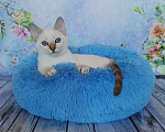 Кошки в Москве: Тайские котята из питомника Мальчик, Бесплатно - фото 1