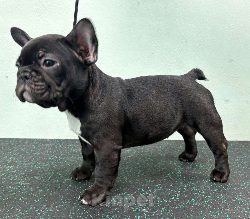 Собаки в Владивостоке: Очаровательная девочка французского бульдога Девочка, 75 000 руб. - фото 8