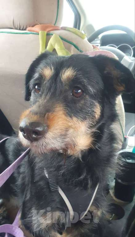 Собаки в Москве: Зира, 4 года Девочка, Бесплатно - фото 1