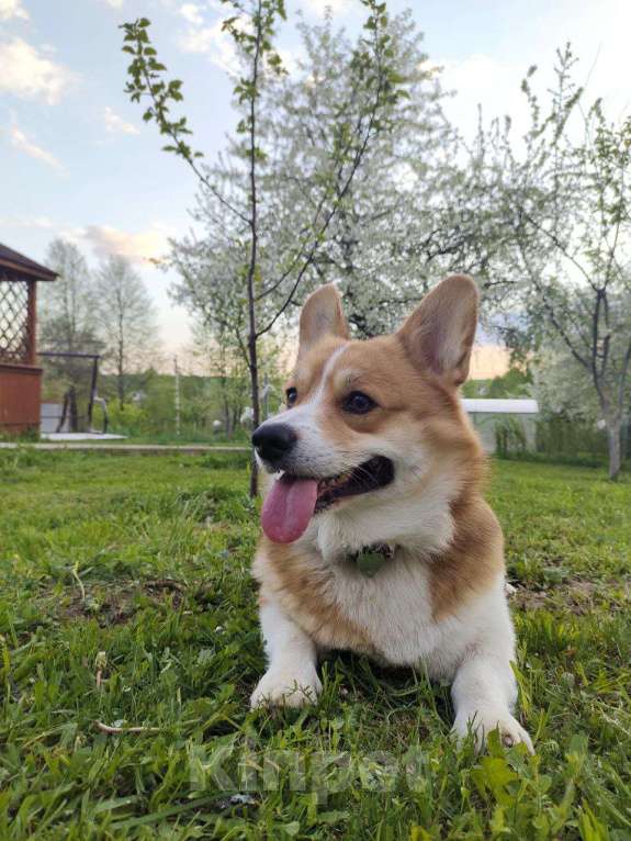 Собаки в Домодедово: Ищу девочку для вязки. Мальчик, 50 000 руб. - фото 4