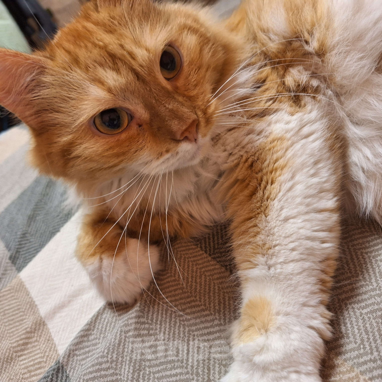 Кошки в Москве: Потерялся кот Мальчик, Бесплатно - фото 5