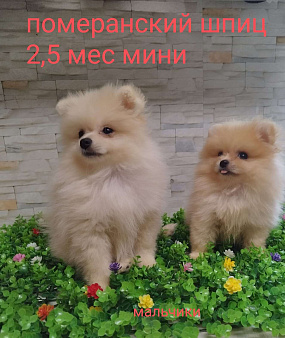 Объявление: щенки Померанского шпица, 20 000 руб., Москва