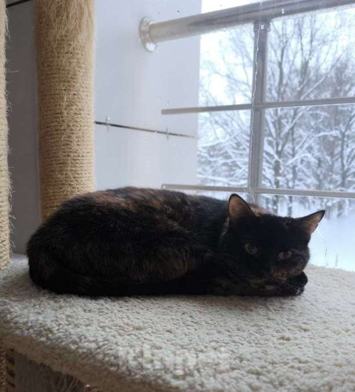 Кошки в Москве: Котодомные дни - безнадёжны? Девочка, Бесплатно - фото 5