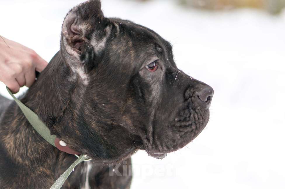 Собаки в Волоколамске: Кане Корсо щенок Девочка, 50 000 руб. - фото 3