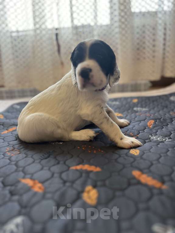 Собаки в Балаково: Щенки английского сеттера Мальчик, 55 000 руб. - фото 4