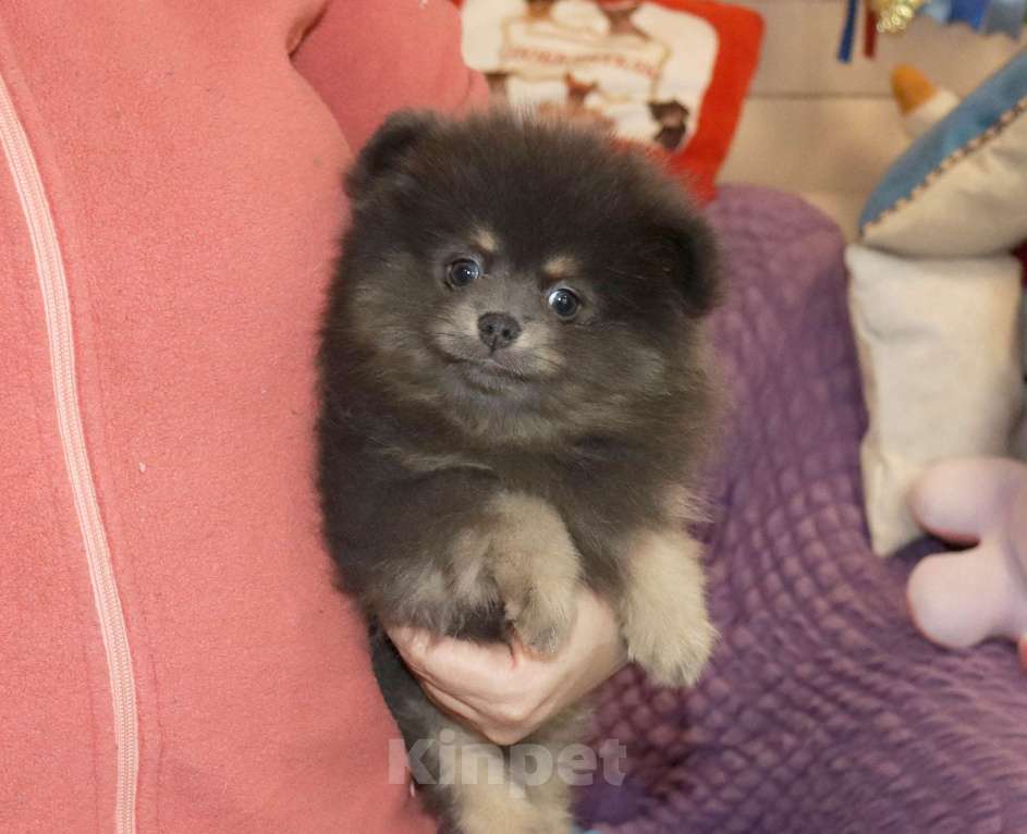 Собаки в Москве: Голубая девочка шпица Девочка, 65 000 руб. - фото 2