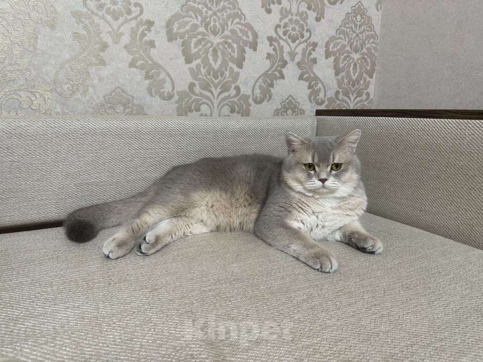 Кошки в Ростове-на-Дону: Шотландский жених на вязку Мальчик, 3 000 руб. - фото 3