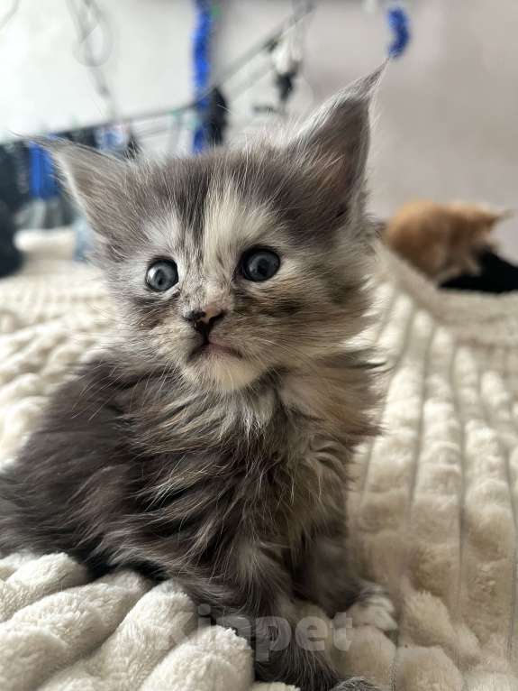 Кошки в Санкт-Петербурге: Девочка Мейн-Кун Девочка, 40 000 руб. - фото 3