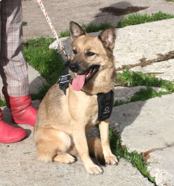 Собаки в Москве: ШАНС на дом и семью для ласкуши Ладушки Девочка, Бесплатно - фото 2