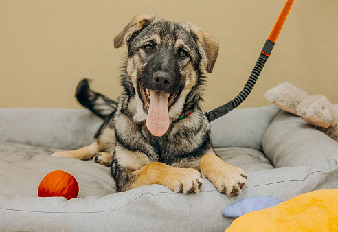 Щенки бесплатно в Москве