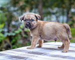 Собаки в Солнечногорске: Щенок в добрые руки Мальчик, Бесплатно - фото 6