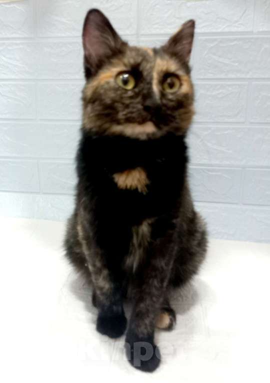 Кошки в Москве: Ласковая кошечка черепахового окраса- 1 год Девочка, 300 руб. - фото 3