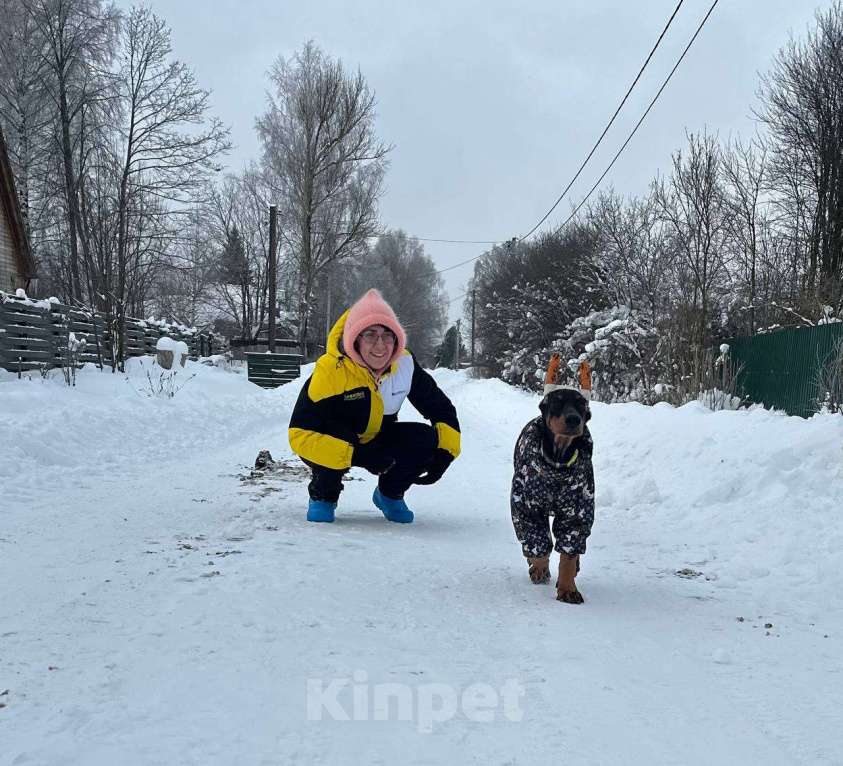 Собаки в Клине: Девочка 3 мес. Девочка, 120 000 руб. - фото 7