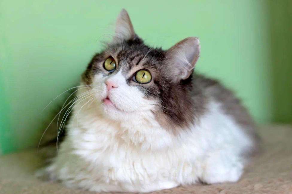 Кошки в Москве: Марго – кошечка сибирячка с огромными глазами в добрые руки Девочка, Бесплатно - фото 2