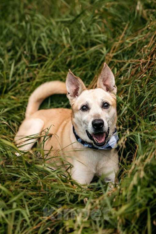 Собаки в Ивантеевке: Пёс, который ждет Мальчик, Бесплатно - фото 6