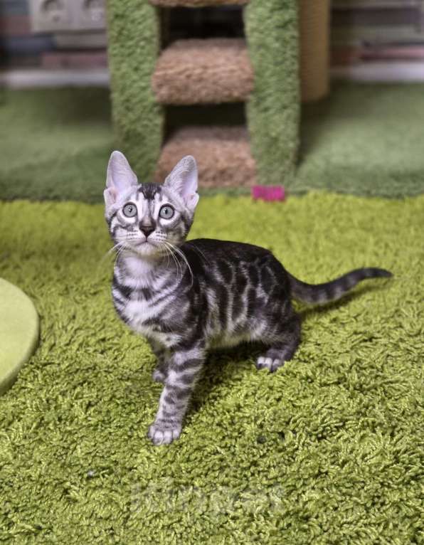 Кошки в Москве: Gabriel Benjoy Мальчик, 95 000 руб. - фото 5