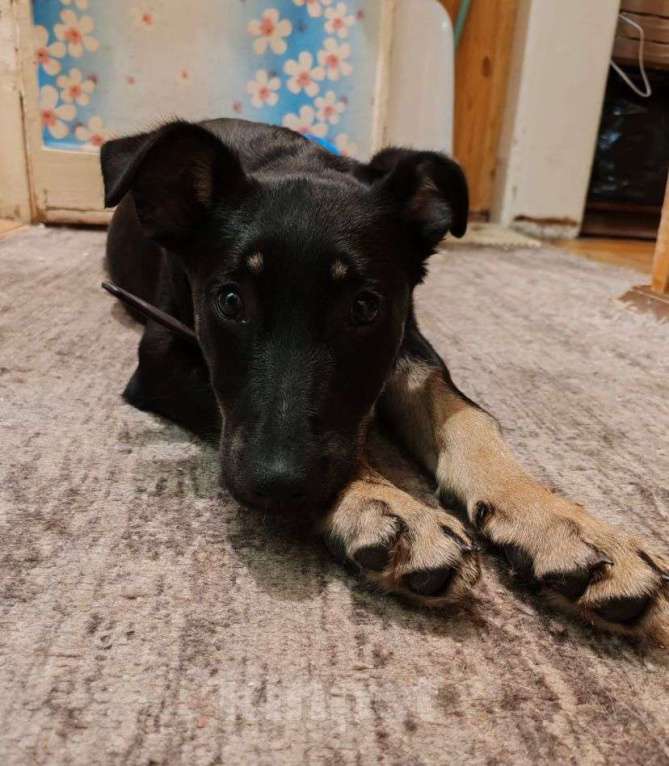 Собаки в Москве: Айа, 4 месяца, метис  Девочка, Бесплатно - фото 2