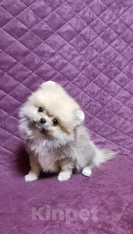 Собаки в Москве: Кукольный микро мальчик Мальчик, 30 000 руб. - фото 3