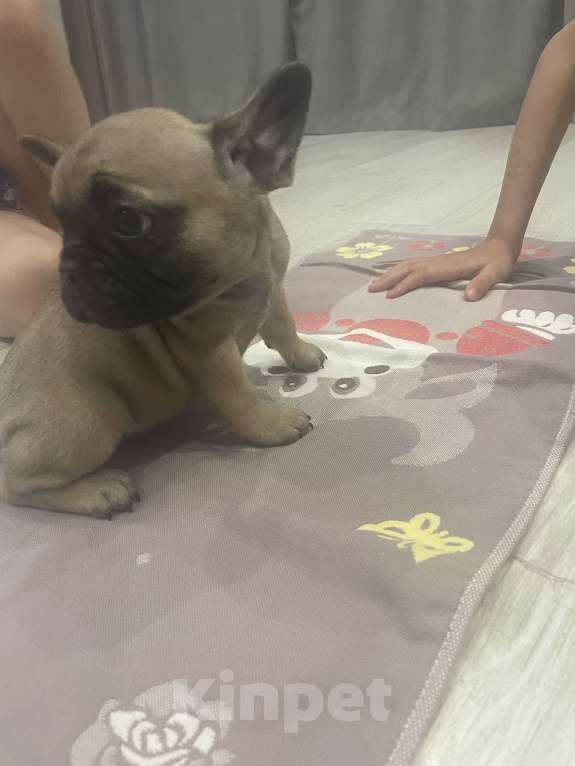 Собаки в Перми: Чистокровный французский бульдог (мальчик)2 месяца Мальчик, Бесплатно - фото 2