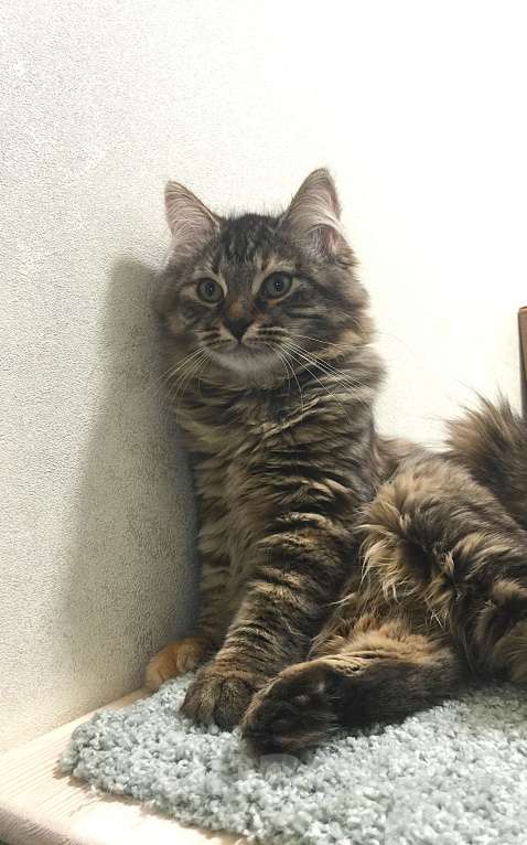 Кошки в Санкт-Петербурге: Сибирский котенок, кошка Девочка, 45 000 руб. - фото 5