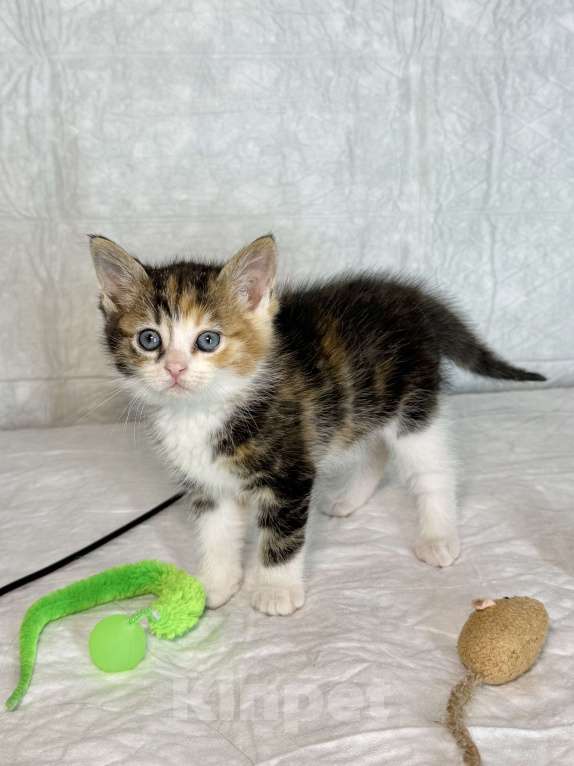 Кошки в Санкт-Петербурге: Котенок 1 месяц Лив Девочка, Бесплатно - фото 4