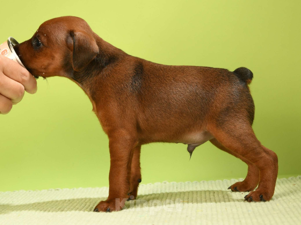 Собаки в Москве: Кобель цвергпинчера Мальчик, 50 000 руб. - фото 3