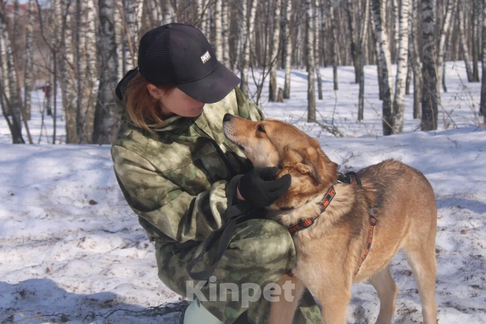 Собаки в Москве: Молодой пес из приюта Мальчик, Бесплатно - фото 6