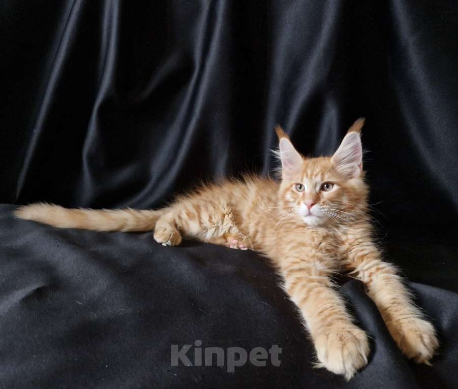 Кошки в Москве: Пресненские котята породы мейн-кун. Арнольд Мальчик, 50 000 руб. - фото 3
