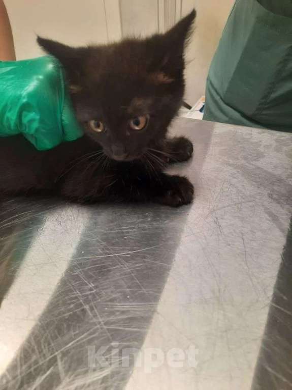 Кошки в Москве: Котята Шурик, Мия и Валентин ищут дом. Мальчик, Бесплатно - фото 2